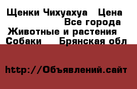 Щенки Чихуахуа › Цена ­ 12000-15000 - Все города Животные и растения » Собаки   . Брянская обл.